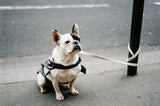 Dog Anxiety Calming Vest view 3