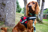 Dog Anxiety Calming Vest view 1